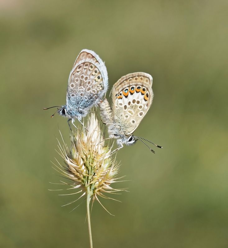 Corsicaans Heideblauwtje / Corsican Silver Studded Blue