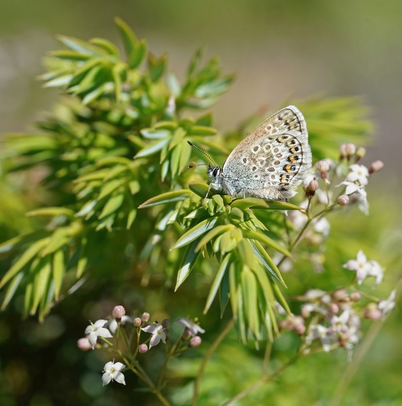Corsicaans Heideblauwtje / Corsican Silver Studded Blue