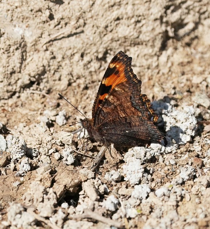 Grote Vos / Large Tortoiseshell