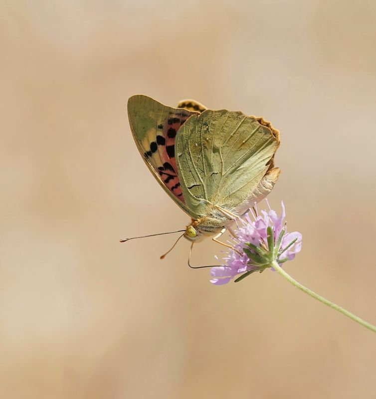 Kardinaalsmantel / Cardinal