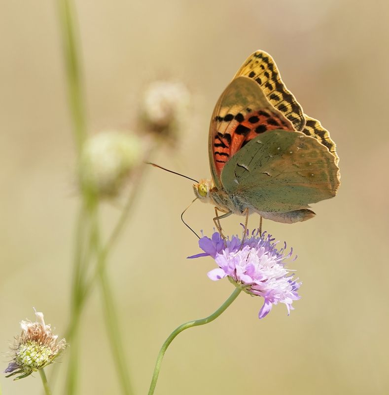 Kardinaalsmantel / Cardinal