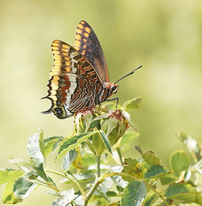Pasja / Two-tailed Pasha