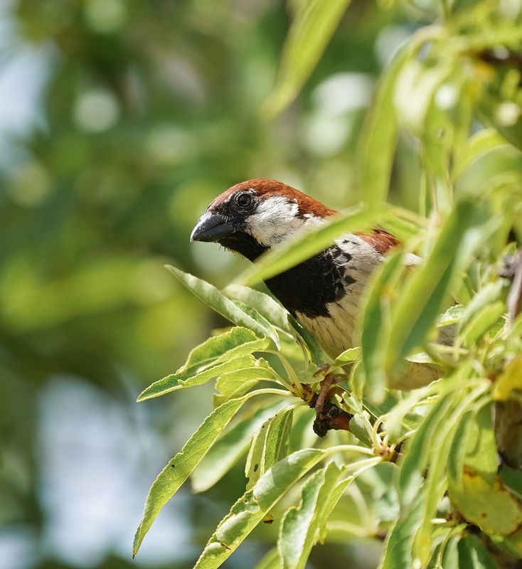 Italiaanse Mus / Italian Sparrow