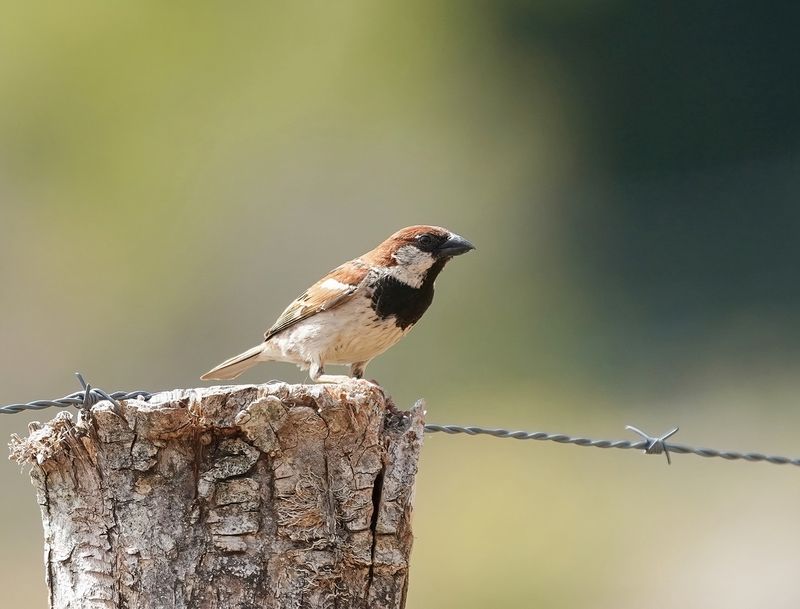 Italiaanse Mus / Italian Sparrow