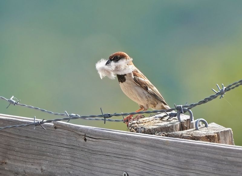 Italiaanse Mus / Italian Sparrow