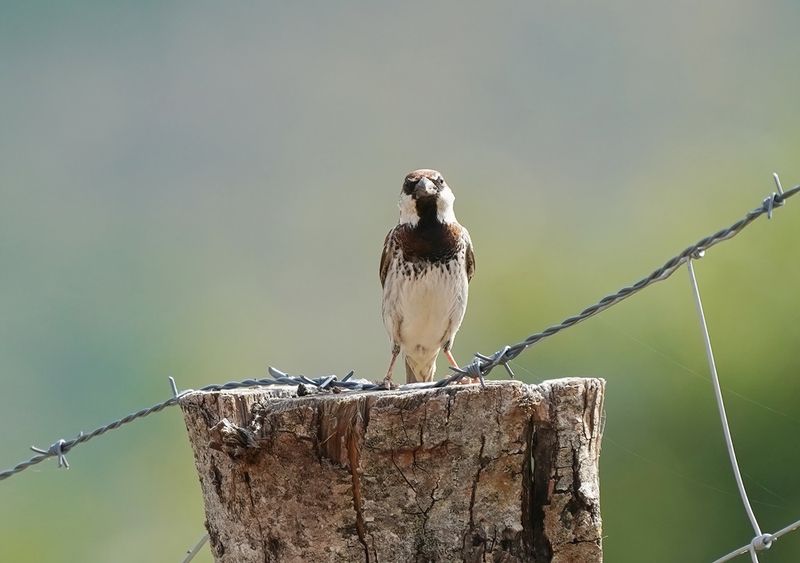 Italiaanse Mus / Italian Sparrow