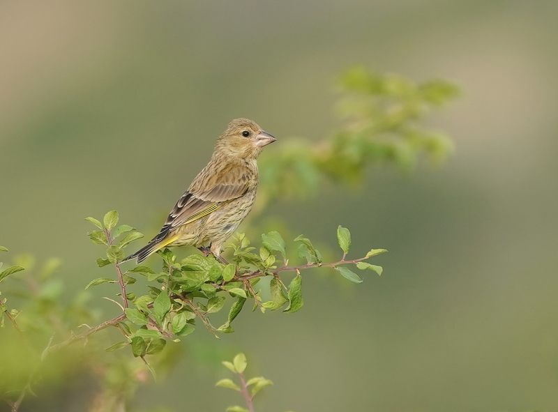 Groenling / European Greenfinch
