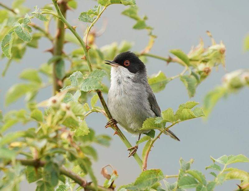 Kleine Zwartkop / Sardinian Warbler