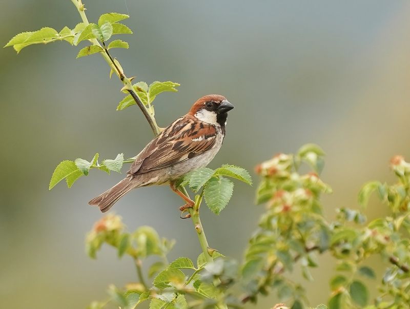 Italiaanse Mus / Italian Sparrow