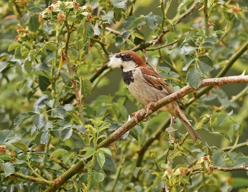 Italiaanse Mus / Italian Sparrow