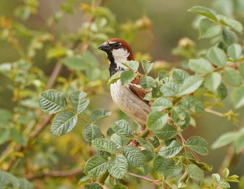 Italiaanse Mus / Italian Sparrow