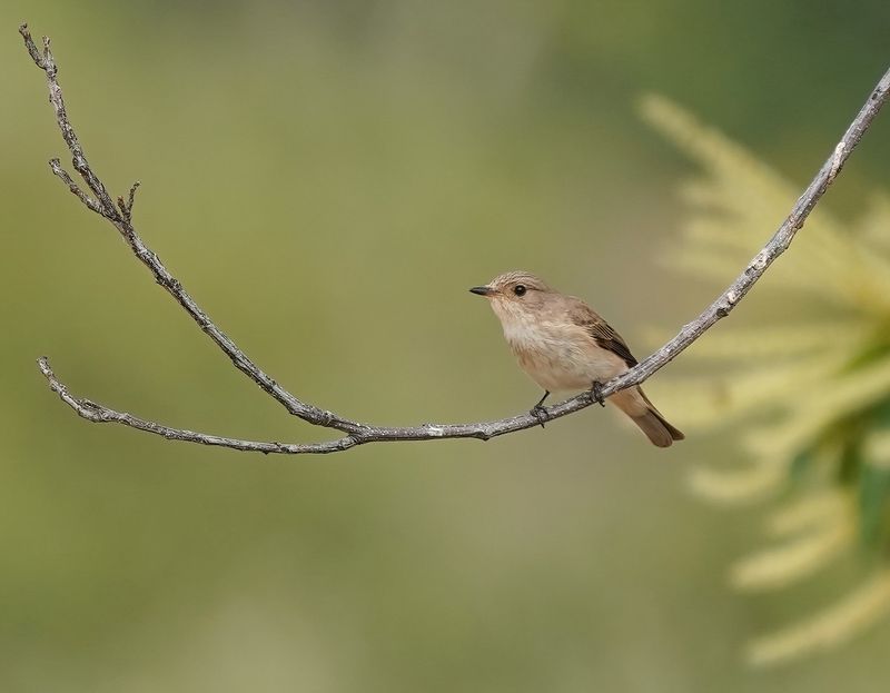 Mediterrane Vliegenvanger / Tyrrhenian Flycatcher