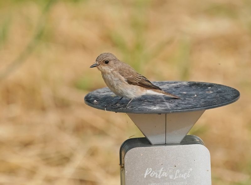 Mediterrane Vliegenvanger / Tyrrhenian Flycatcher