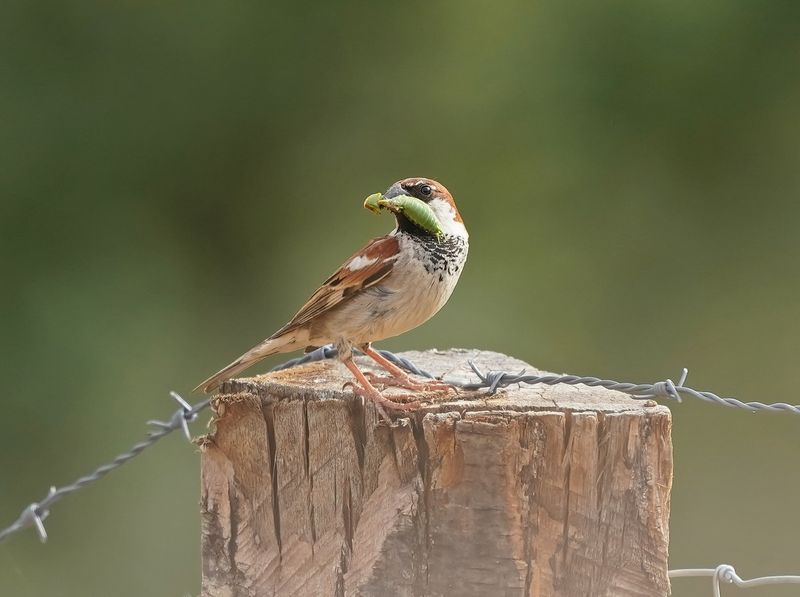 Italiaanse Mus / Italian Sparrow