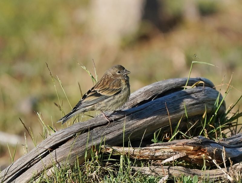 Corsicaanse Citroensijs / Corsican Finch