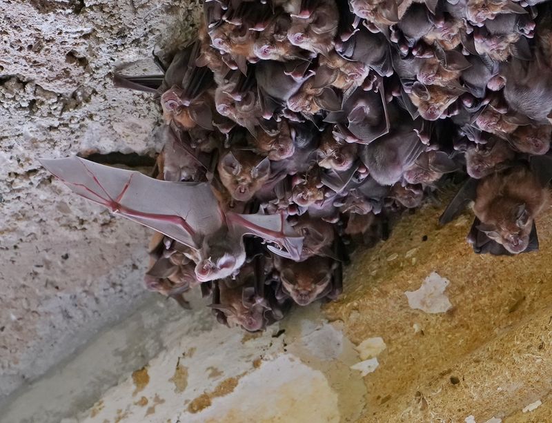 Grote Hoefijzerneus / Greater Horseshoe Bat