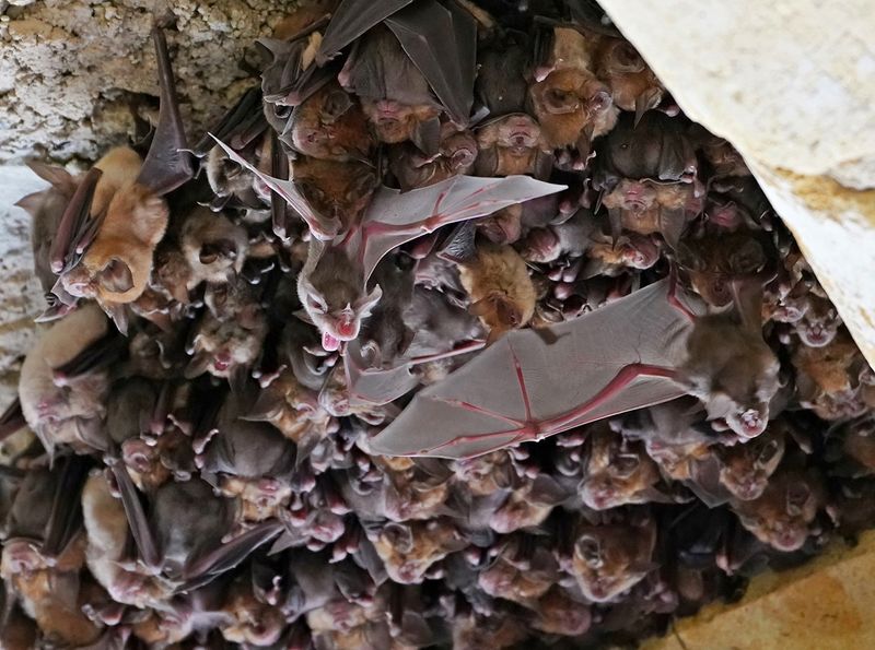 Grote Hoefijzerneus / Greater Horseshoe Bat