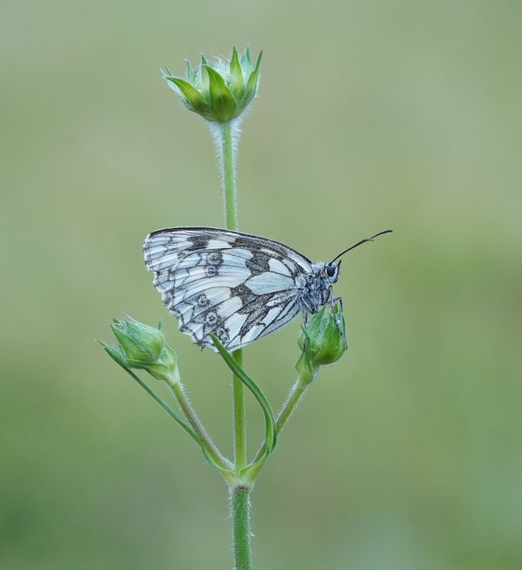 Dambordje / Marbled White