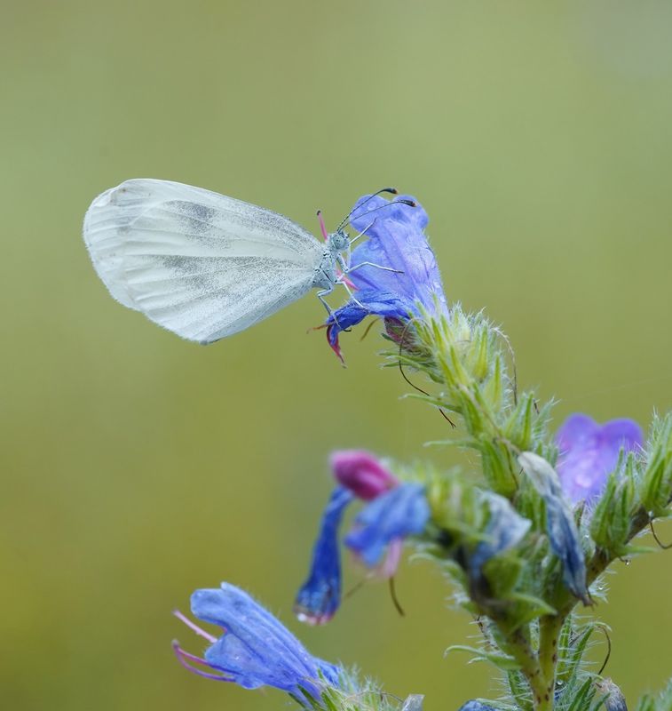 Boswitje / Wood White