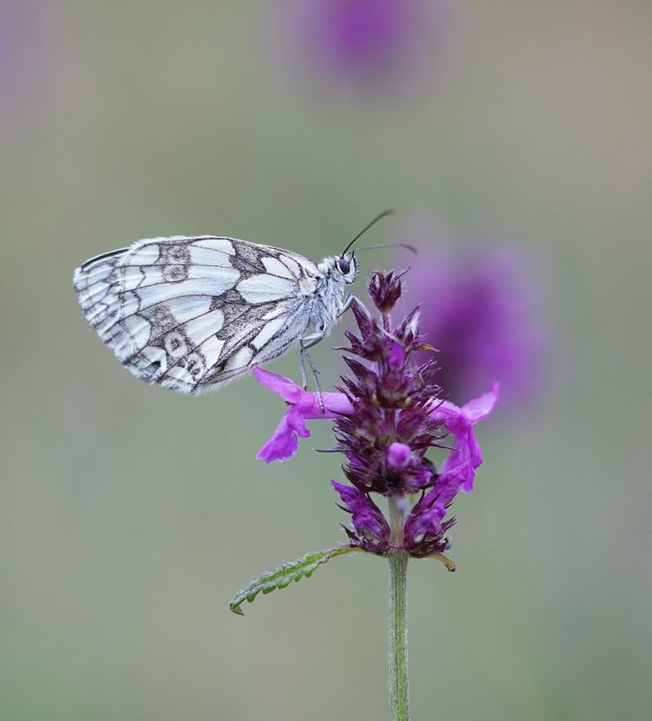 Dambordje / Marbled White