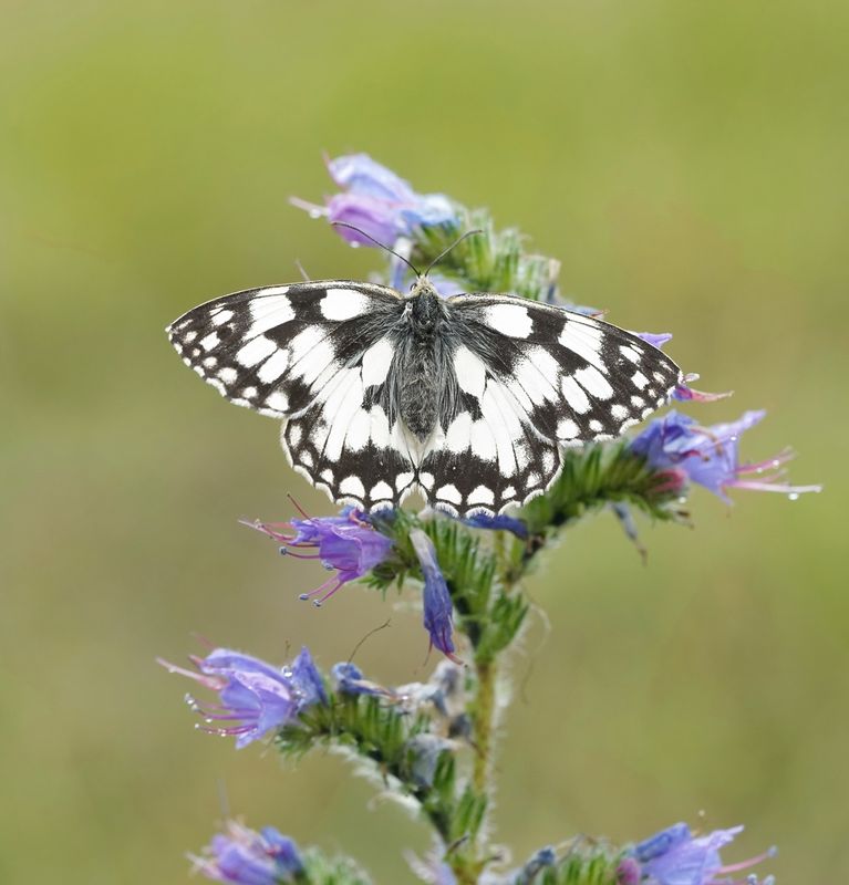 Dambordje / Marbled White