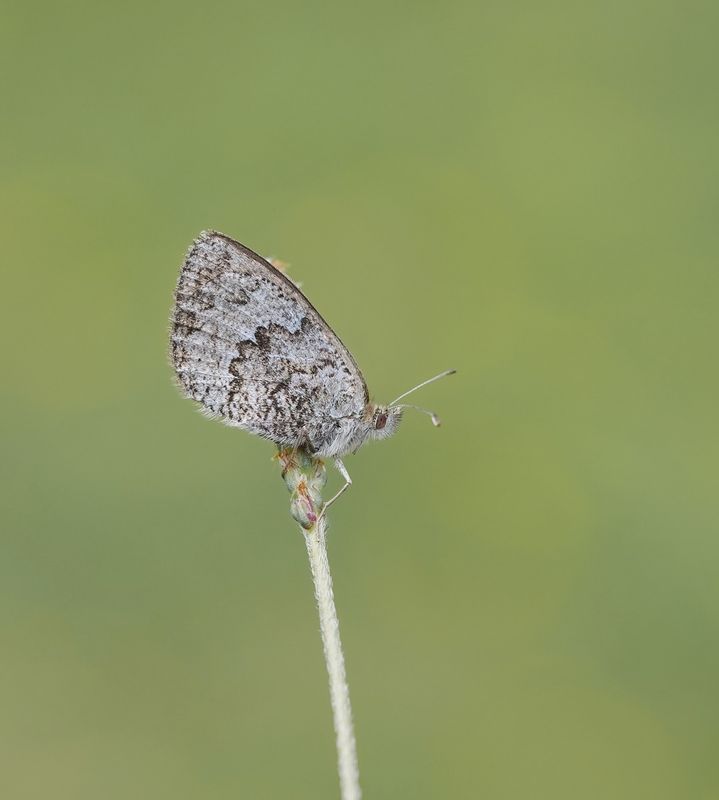 Zwitserse Glanserebia / Swiss Brassy Ringlet