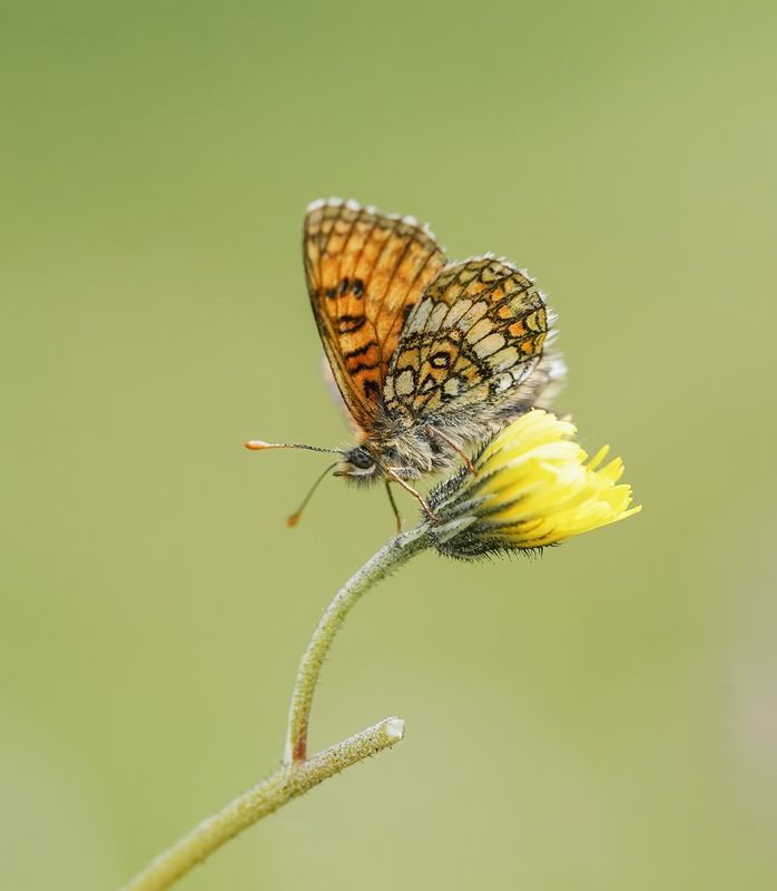 Alpenparelmoervlinder / Grisons Fritillary