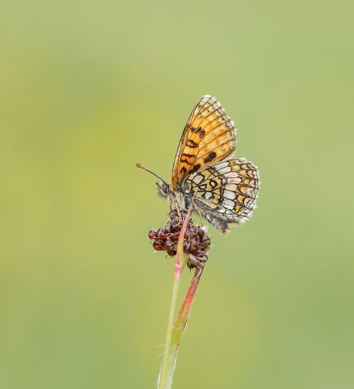 Alpenparelmoervlinder / Grisons Fritillary