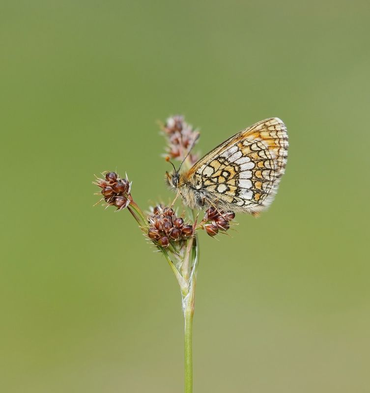 Alpenparelmoervlinder / Grisons Fritillary