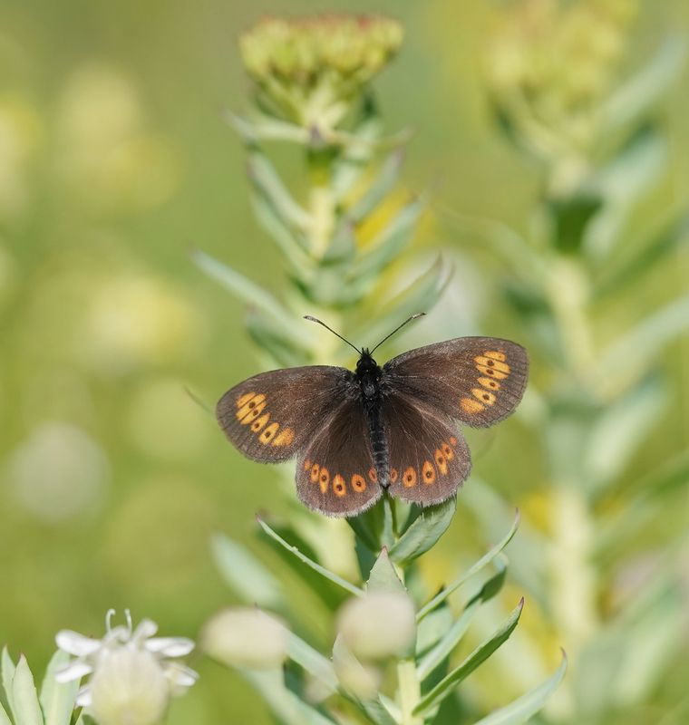 Amandeloogerebia / Almond Ringlet