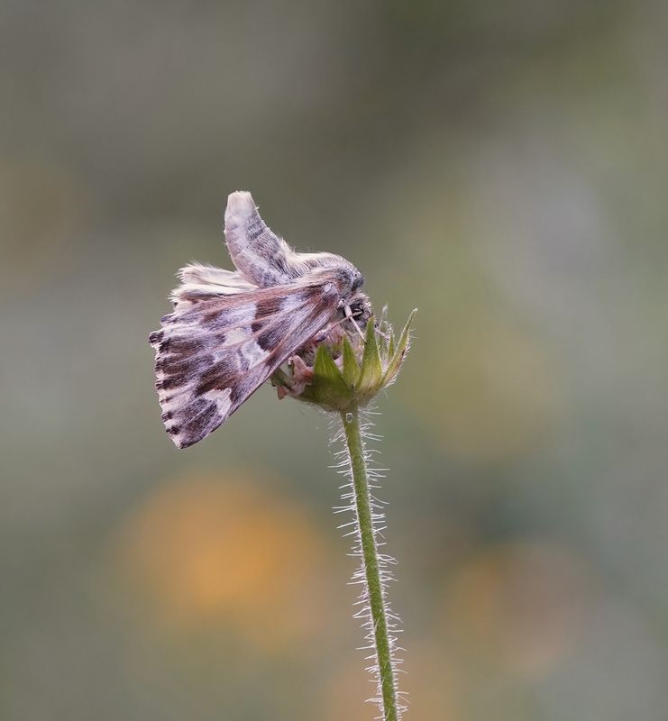 Italy - Valle dAosta