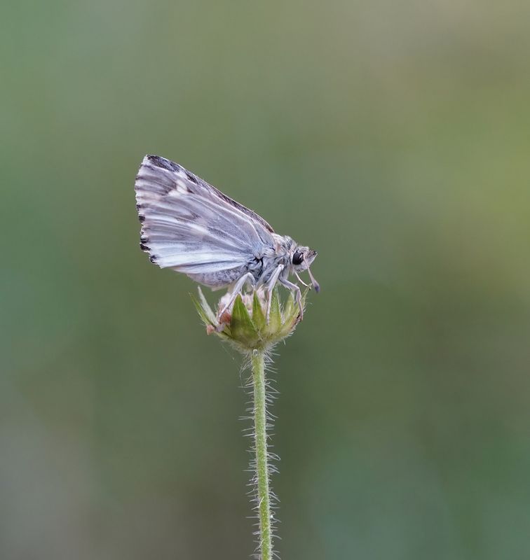 Andoorndikkopje / Marbled Skipper