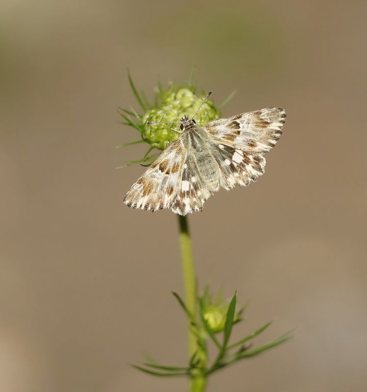 Andoorndikkopje / Marbled Skipper