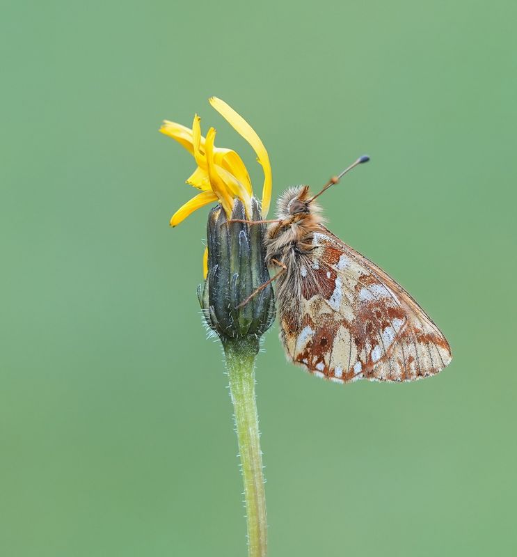 Bergparelmoervlinder / Mountain Fritillary