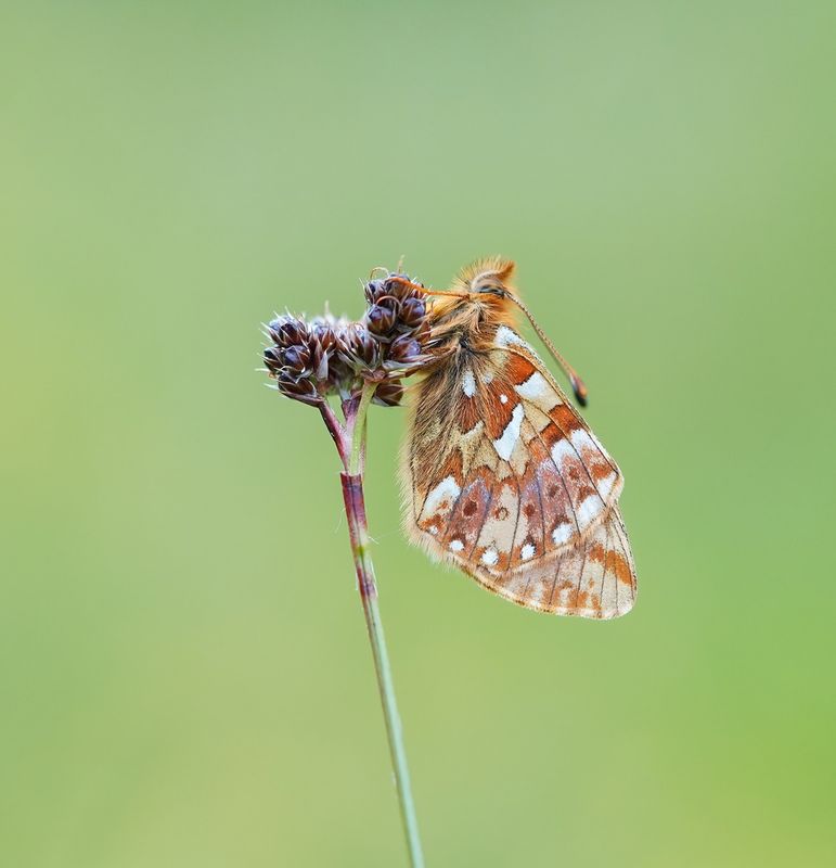 Bergparelmoervlinder / Mountain Fritillary