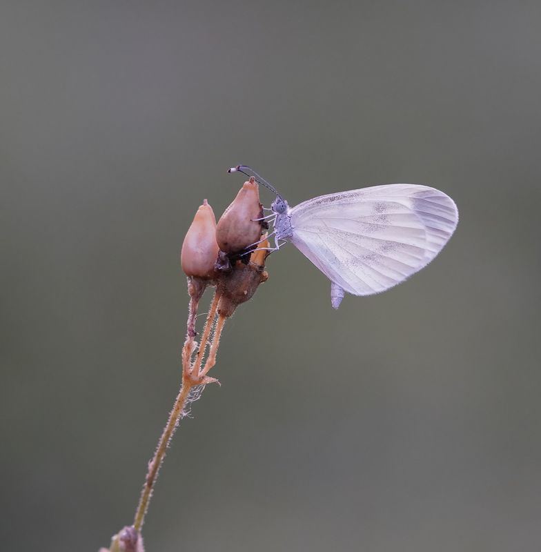 Boswitje / Wood White