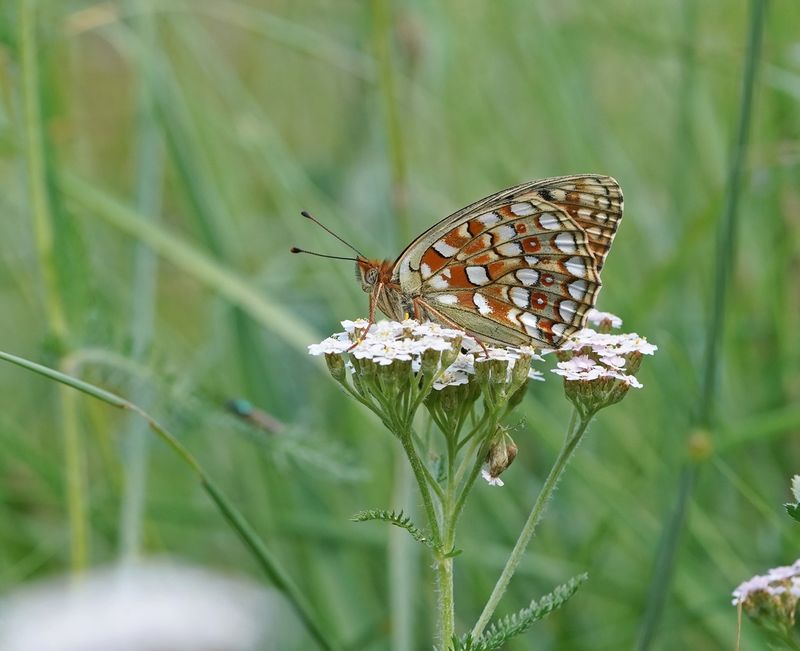 Duinparelmoervlinder / Niobe Fritillary