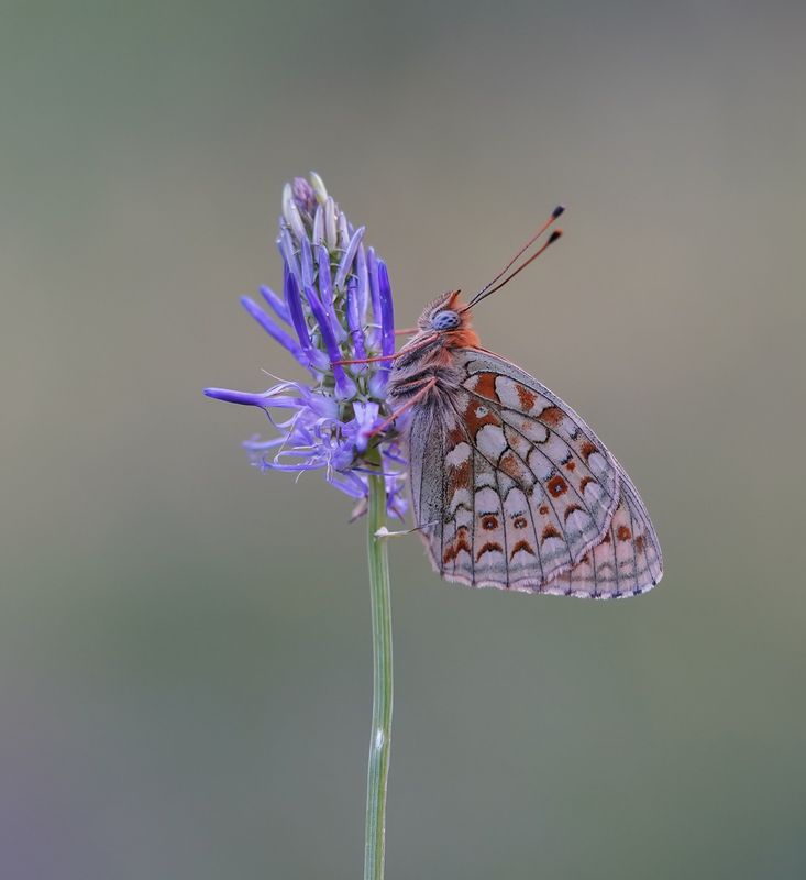 Duinparelmoervlinder / Niobe Fritillary
