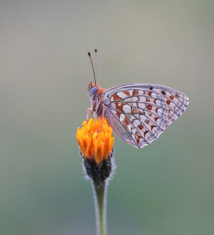 Duinparelmoervlinder / Niobe Fritillary