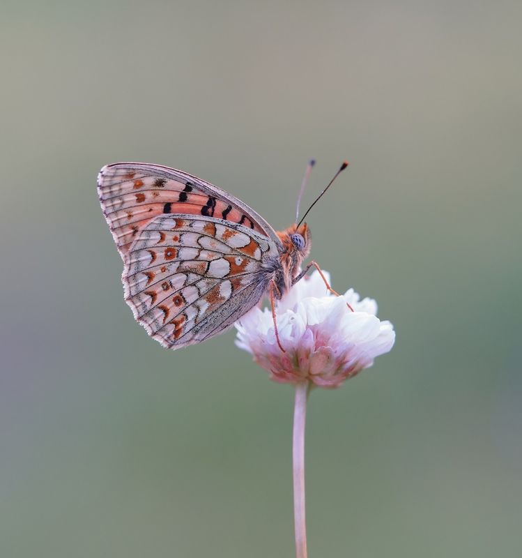 Duinparelmoervlinder / Niobe Fritillary