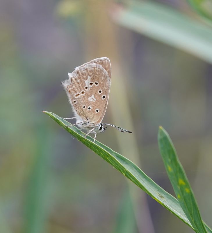 Getand Blauwtje / Meleagers Blue