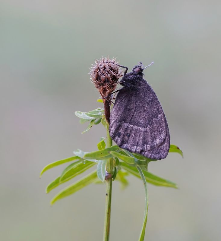 Groot Saterzandoog / Great Sooty Satyr
