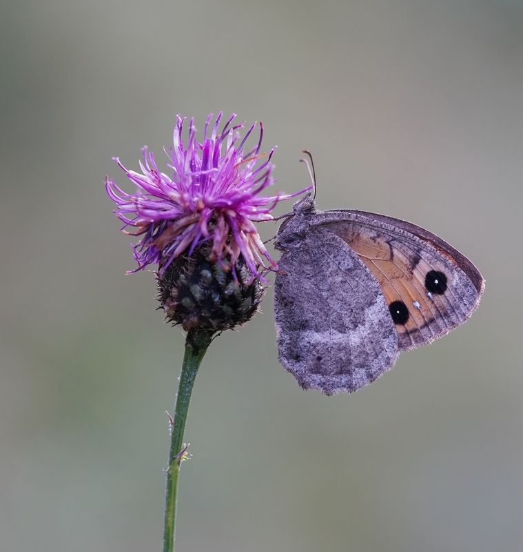 Groot Saterzandoog / Great Sooty Satyr