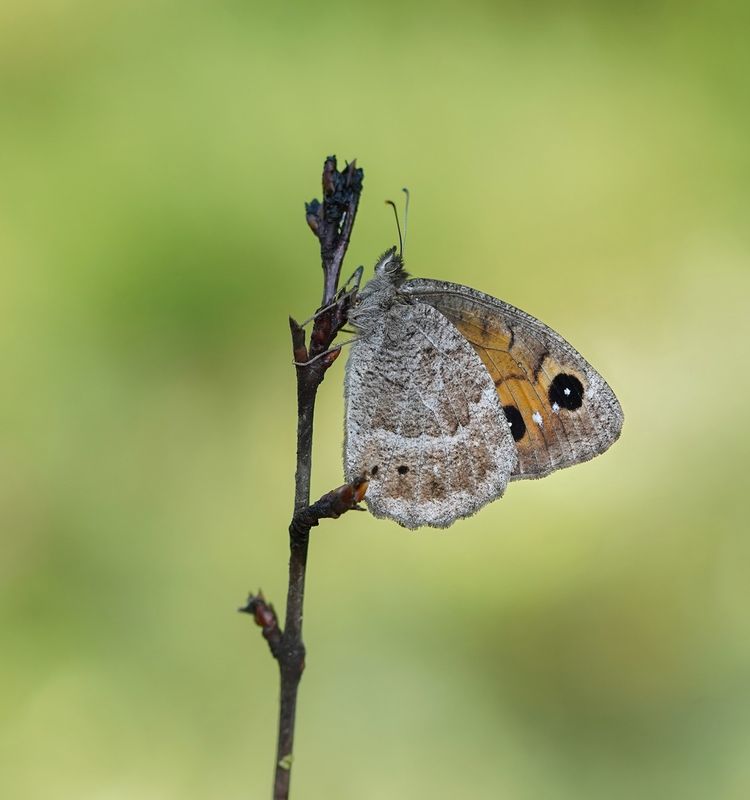 Groot Saterzandoog / Great Sooty Satyr