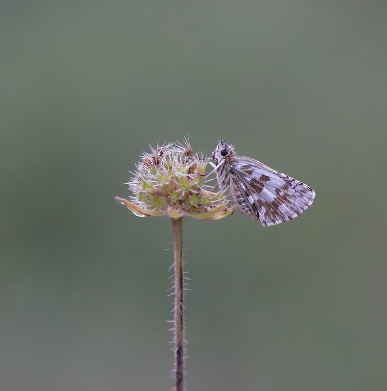 Groot Spikkeldikkopje / Large Grizzled Skipper