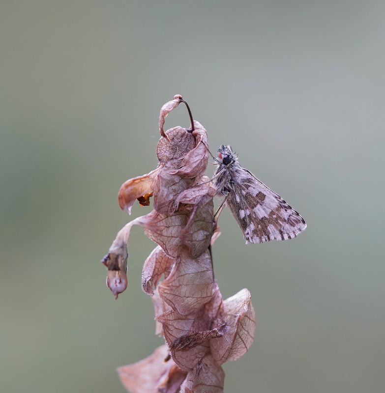 Groot Spikkeldikkopje / Large Grizzled Skipper