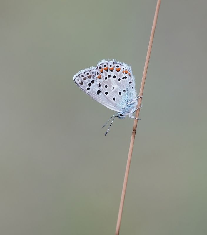 Groot Tragantblauwtje / Eschers Blue