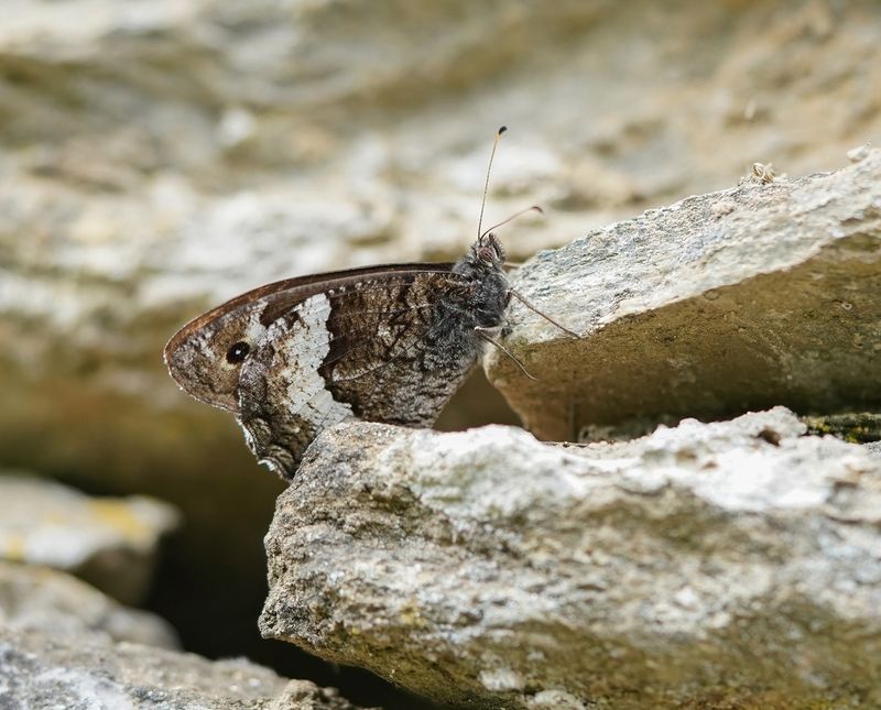 Grote Boswachter / Woodland Grayling