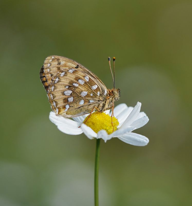Grote Parelmoervlinder / Dark Green Fritillary