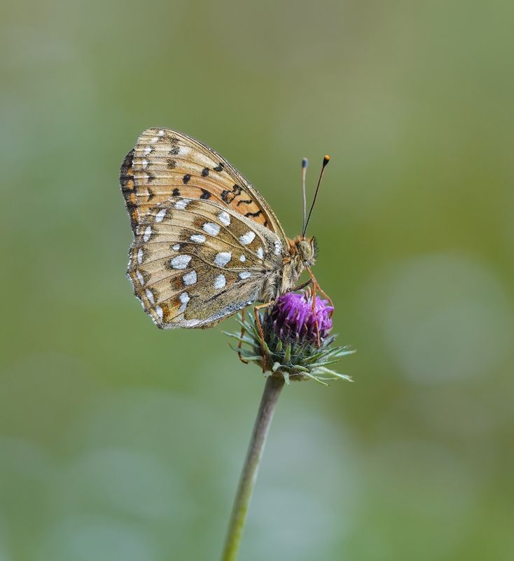 Grote Parelmoervlinder / Dark Green Fritillary